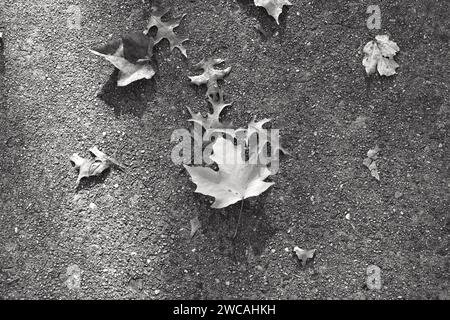 Fallen Leaves Abstract on Sidewalk Stock Photo
