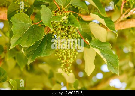 Fruits of a linden tree in the summer garden during flowering. Stock Photo