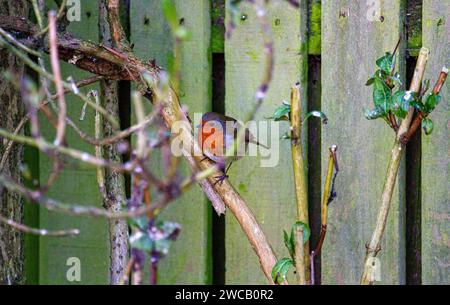 Dundee, Tayside, Scotland, UK. 15th Jan, 2024. UK Weather: Dundee is experiencing frost and bright January weather, with temperatures around 1°C. On a frigid winter morning a Robin Redbreast searches for food. Credit: Dundee Photographics/Alamy Live News Stock Photo