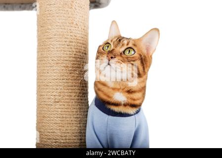 Domestic cat in clothes near the cat tree. Cat and scratching post on a white background. Stock Photo