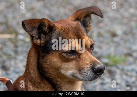 A head shot of a small, brown terrier dog. Stock Photo
