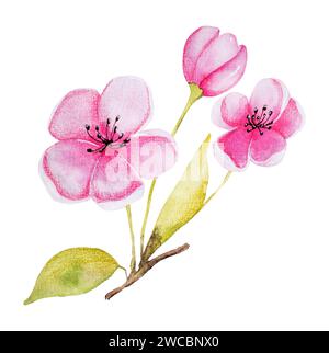 Hand-Drawn Watercolor Illustration Features An Apricot Branch With Flowers Stock Photo