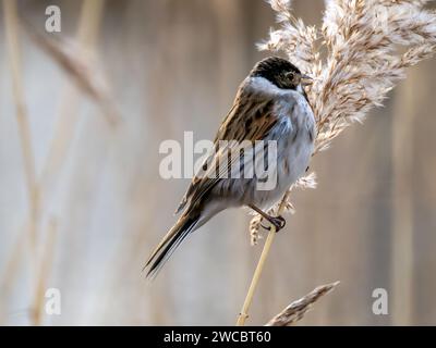 Reed Bunting male (Emberiza schoeniclus) perched on reeds Stock Photo