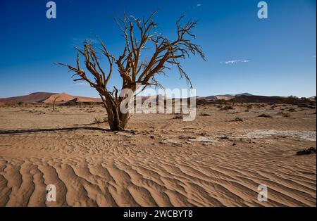 tree in sand dunes of Namib desert, Namibia, Africa Stock Photo