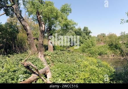 Carrizal de Villamejor Natural Reserve. Aranjuez, Comunidad de Madrid, Spain. Stock Photo