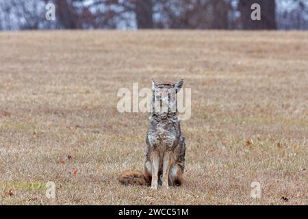 An injuried coyote sitting at attention in a prairie. Stock Photo