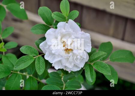 Beautiful white double briar, or dog rose flower in summer garden. Rose hip flower close up - summer floral background. Beauty of nature, floriculture Stock Photo