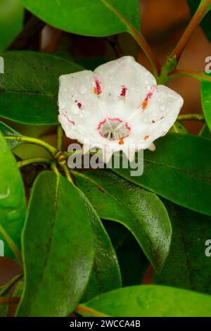 Mountain laurel in bloom, French Creek State Park, Pennsylvania Stock Photo