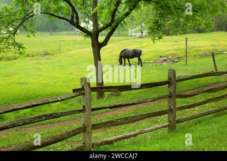 Horse in pasture, Hopewell Furnace National Historic Site, Pennsylvania Stock Photo