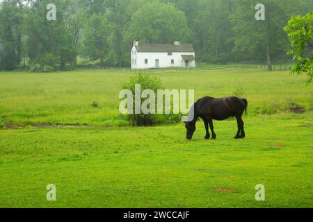 Horse in pasture to tenant houses, Hopewell Furnace National Historic Site, Pennsylvania Stock Photo