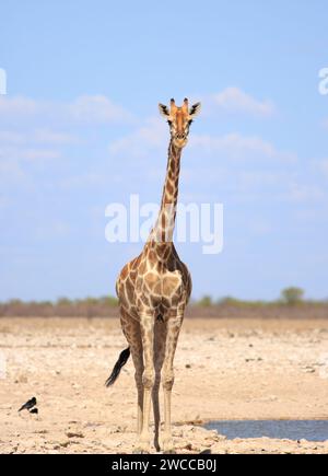 A solitry Giraffe standing on the vast open empty Etosha Plains at Newbrowni waterhole Stock Photo