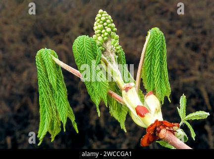Horse chestnut Aesculus hippocastanum sticky bud opened to reveal fresh new leaves and early flower buds Stock Photo