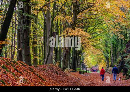 Walkers underneath a canopy of autumn trees on the High Peak Trail near Cromford in the Derbyshire Peak District England UK Stock Photo