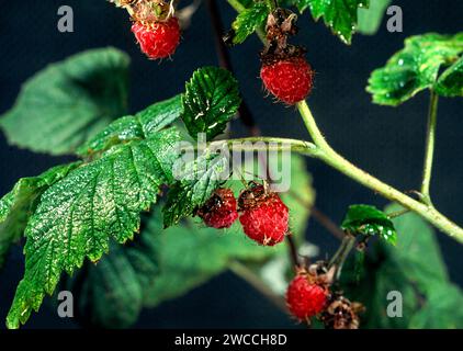 Wild Raspberries Rubus idaeus red fruit growing in the summer Stock Photo