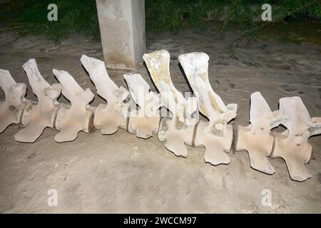 The skeleton of a whale, vertebral column. Ormuz Island Stock Photo