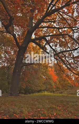 The majesty of a giant oak in autumn season, in Jungfernheide, in Berlin, Germany Stock Photo