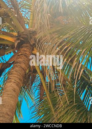 detail of a coconut palm tree Stock Photo