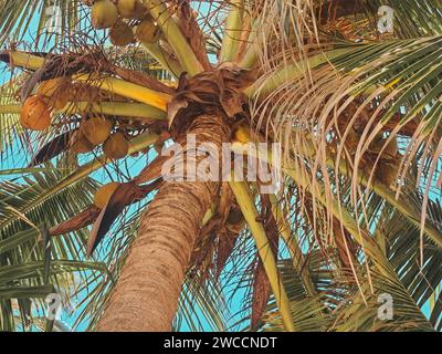 detail of a coconut palm tree Stock Photo