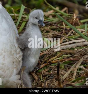 A mute swan cygnet (cygnus olor) on a nest next to a parent. Stock Photo