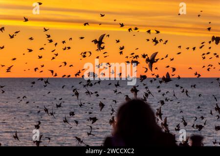 Brighton, January 15th 2024: Starlings murmurating off the coast of Brighton at sunset before roosting beneath the Palace Pier for the night Stock Photo