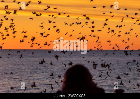 Brighton, January 15th 2024: Starlings murmurating off the coast of Brighton at sunset before roosting beneath the Palace Pier for the night Stock Photo