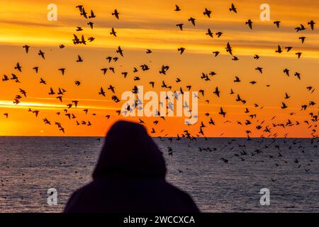 Brighton, January 15th 2024: Starlings murmurating off the coast of Brighton at sunset before roosting beneath the Palace Pier for the night Stock Photo