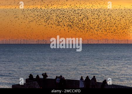 Brighton, January 15th 2024: Starlings murmurating off the coast of Brighton at sunset before roosting beneath the Palace Pier for the night Stock Photo