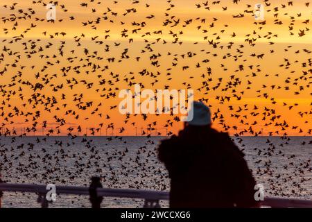 Brighton, January 15th 2024: Starlings murmurating off the coast of Brighton at sunset before roosting beneath the Palace Pier for the night Stock Photo