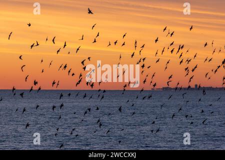 Brighton, January 15th 2024: Starlings murmurating off the coast of Brighton at sunset before roosting beneath the Palace Pier for the night Stock Photo