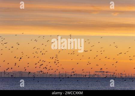 Brighton, January 15th 2024: Starlings murmurating off the coast of Brighton at sunset before roosting beneath the Palace Pier for the night Stock Photo