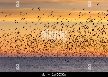 Brighton, January 15th 2024: Starlings murmurating off the coast of Brighton at sunset before roosting beneath the Palace Pier for the night Stock Photo