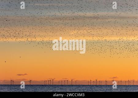 Brighton, January 15th 2024: Starlings murmurating off the coast of Brighton at sunset before roosting beneath the Palace Pier for the night Stock Photo