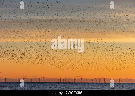 Brighton, January 15th 2024: Starlings murmurating off the coast of Brighton at sunset before roosting beneath the Palace Pier for the night Stock Photo