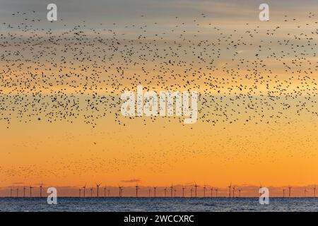 Brighton, January 15th 2024: Starlings murmurating off the coast of Brighton at sunset before roosting beneath the Palace Pier for the night Stock Photo