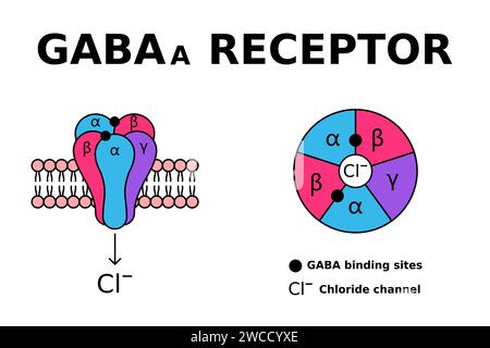 GABA receptor. GABAa receptors respond to the neurotransmitter gamma-aminobutyric acid. GABA is known for controlling anxiety, stress and fear. Vector Stock Vector