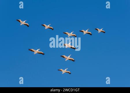flock of pelicans flying in formation and blue sky on shore of  Naukluft desert, shot in bright late spring  light near Sandwich Harbour, Namibia, Afr Stock Photo
