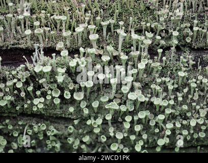 Pixie Cup Lichen Scientific Name Cladonia Asahinae Stock Photo