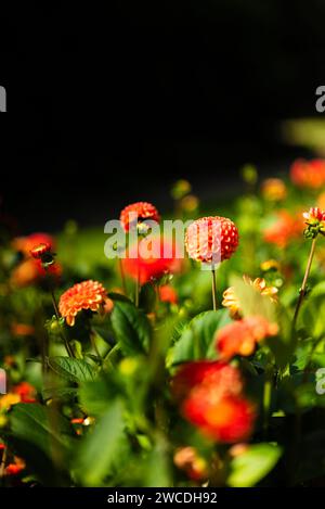 Ball dahlia 'Cornel Brons' flowers - selective focus natural background Stock Photo