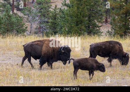 A small herd of bison grazing in a meadow with autumnal colors and pine trees in the background Stock Photo