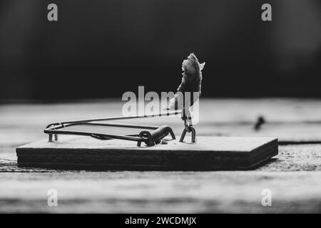 A mousetrap with a piece of sausage stands on a wooden black floor in the house, catching mice, black and white photo Stock Photo