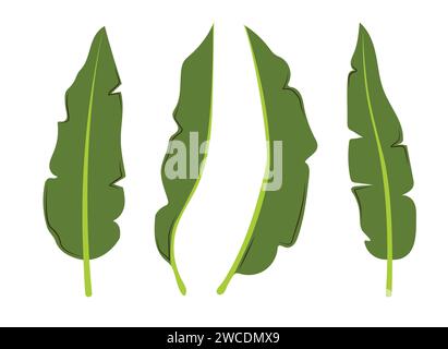 Tropical exotic leaves set. Banana leaf in different sides. Vector hand drawn illustration in a trendy style isolated on white background. Stock Vector
