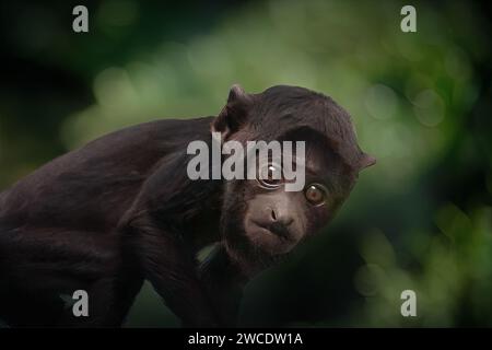 Baby Red-handed Howler monkey (Alouatta belzebul) Stock Photo