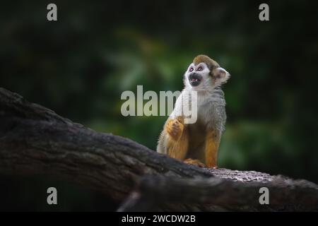 Common Squirrel Monkey (Saimiri sciureus) Stock Photo