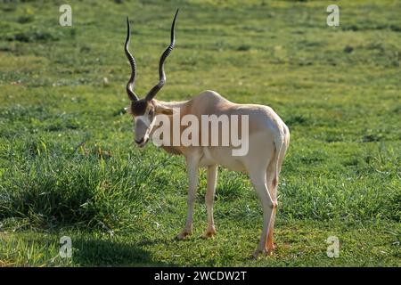 Addax Antelope (Addax nasomaculatus) - Horned Antelope Stock Photo