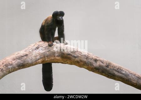 Black Bearded Saki monkey (Chiropotes satanas) Stock Photo