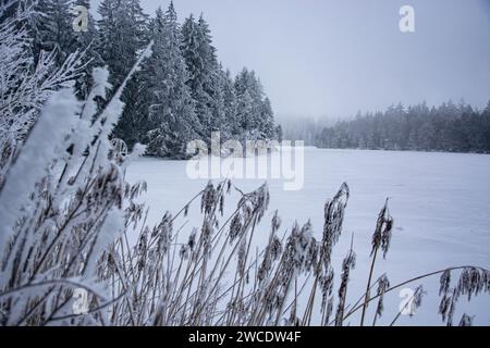 Märchenlandschaft am gefrorenen Etang de la Gruere in den jurassischen Freibergen Stock Photo