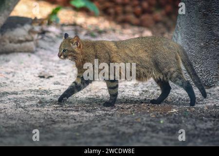 Pampas Cat (Leopardus colocolo) - South American feline Stock Photo - Alamy