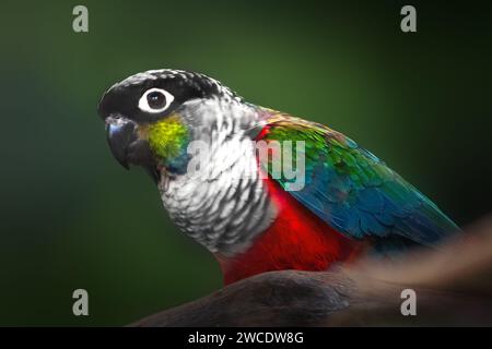 Crimson-bellied Parakeet bird (Pyrrhura perlata) Stock Photo