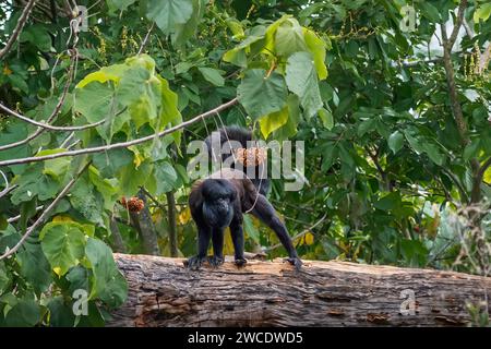 Black Bearded Saki monkey (Chiropotes satanas) Stock Photo