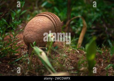 Brazilian Three-banded Armadillo (Tolypeutes tricinctus) Stock Photo